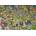 Ravensburger - Puzzle Movie Set: Haunted Town - 1 000 piese