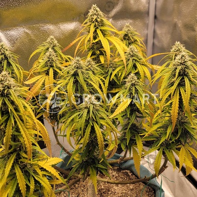 Dutch Passion Melonade Runtz AUTO semena neobsahují THC 3 ks