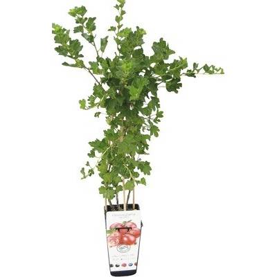 neuvedené Egreš červený Grossularia uva crispa 'Hinnonmaki Red' 30-40 cm v kvetináči