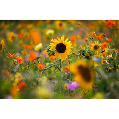 Plakát, Obraz - Summer meadow with sunflowers, Westend61, 40 × 26.7 cm