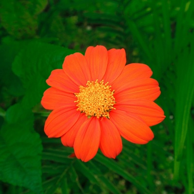 Titónie okrouhlolistá Fiesta Del Sol - Tithonia rotundifolia - semena - 60 ks