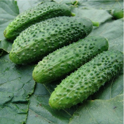 Uhorka nakladačka Zuzana F1 - Cucumis sativus - semená uhorky - 30 ks