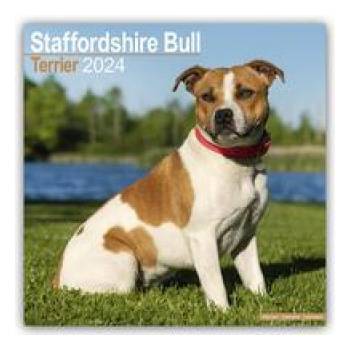 Staffordshire Bull Terrier Staffordshire Bull Terrier 16-Monats 2024