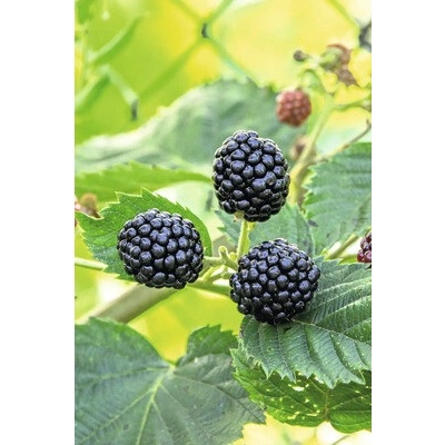 Ostružina černicová BIO FloraSelf Bio Rubus fruticosus 'Asterina' výška cca 30 cm kvetináč 2 l