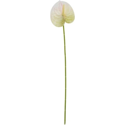 KS ANTURIA BIELO ZELENÁ 60CM
