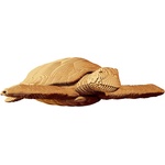 Cartonic 3D пъзел Cartonic от 240 части - Костенурка (CARTTURT)