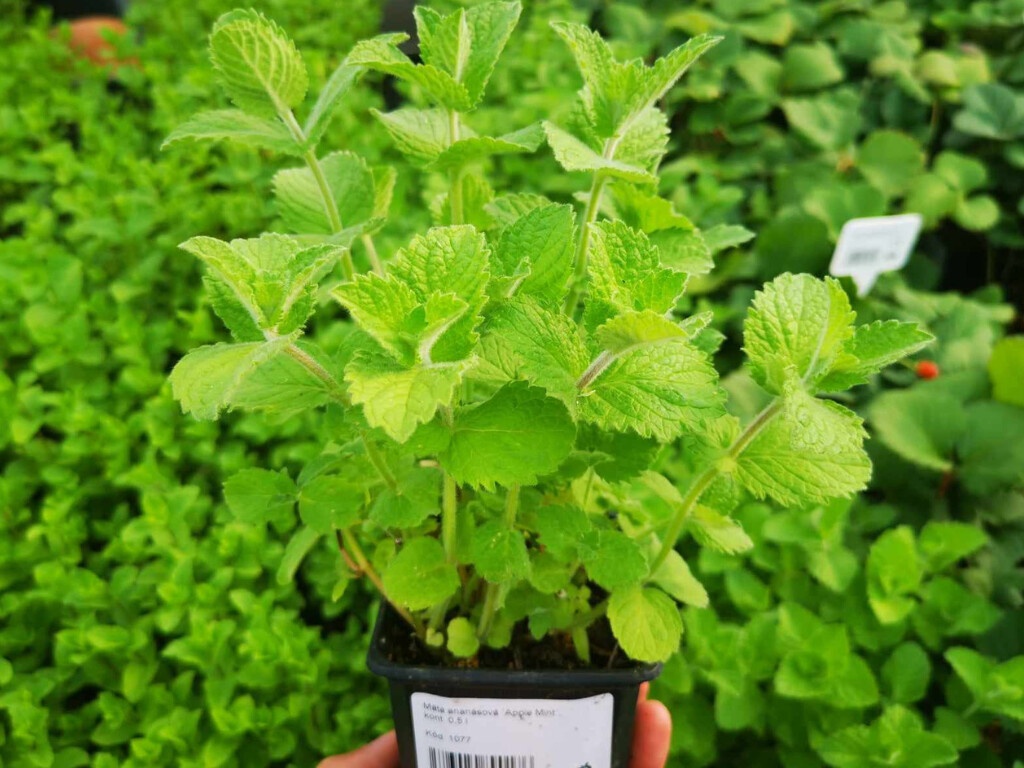 Mäta jablková Apple Mint