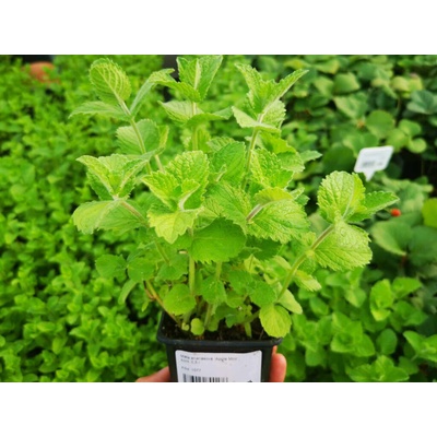 Mäta jablková Apple Mint