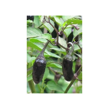 Image 1 of Purple Tiger (Capsicum chinense)