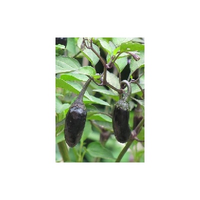 Purple Tiger (Capsicum chinense)