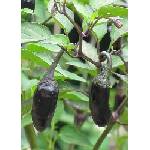  Purple Tiger (Capsicum chinense)