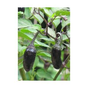  Purple Tiger (Capsicum chinense)