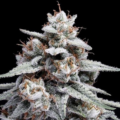 DNA Genetics Skywalker Kush semena neobsahují THC 5 ks