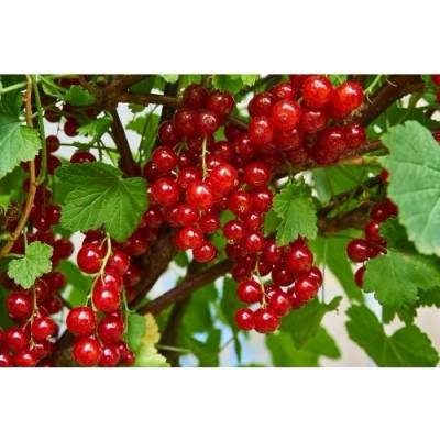 Ríbezľa červená (Ribes rubrum) ´JONKHEER VAN TETS´ - výška 70-100 cm, neskorá, voľnokorenná - STROMČEKOVÁ/NA KMIENKU