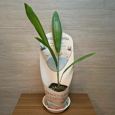 Trachycarpus Fortunei