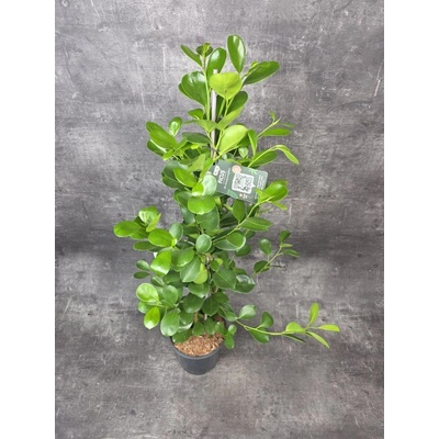 Ficus Microcarpa Moclame, vhodný do rohu místnosti