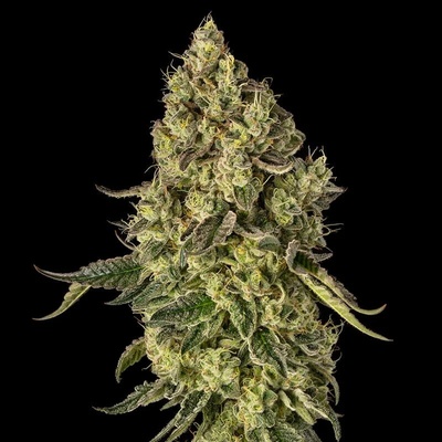 Silent Seeds Peach Cake Semana neobsahují THC 5 ks