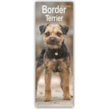 Border Terrier 2024