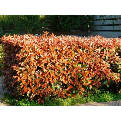 Červienka fraserová Red Robin, výška 80-100 cm, kvetináč 9 l