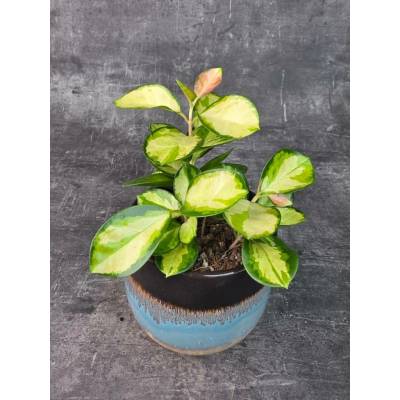 Hoya Australis tricolor 12 cm (Voskovka s více barevnými listy)