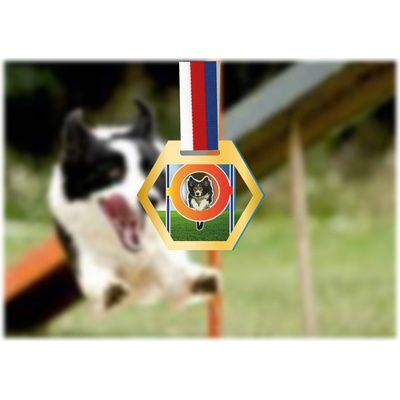 Akrylátová medaile Agility Zlatá – Hledejceny.cz