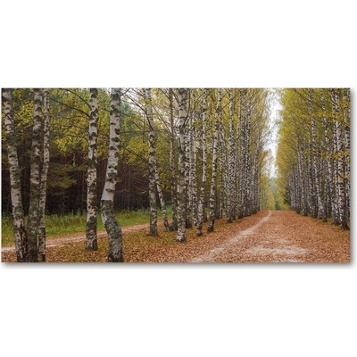 Fotoobraz na skle alej briez 100x50 cm