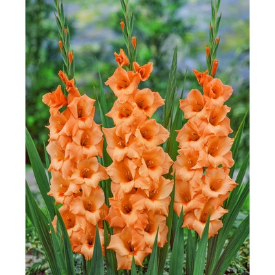 Gladiola 'Peter pears' 5 ks Velikost: 8/10