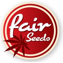 Fair Seeds Critic semena neobsahují THC 5 ks