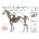 Horse Anatomy Workbook