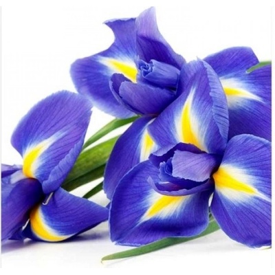 DIMEX ART Флизелинов фототапет ирис 225 x 250 см