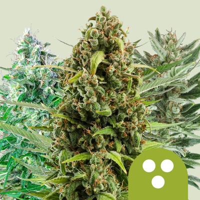 Royal Queen seeds Autoflowering mix semienka neobsahujú THC 5 ks