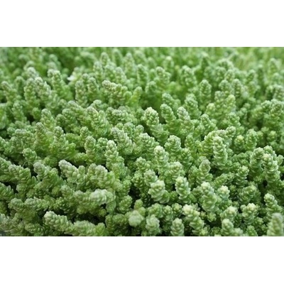 Sedum acre Velikost hrnku: 0,5 l