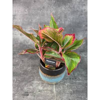 Aglaonema Crete Flame