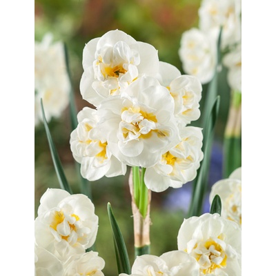 Narcis 'The bride' 5 ks