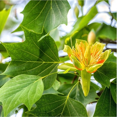 Liliovník tulipánokvětý - Liriodendron tulipifera - osivo liliovníku - 10 ks