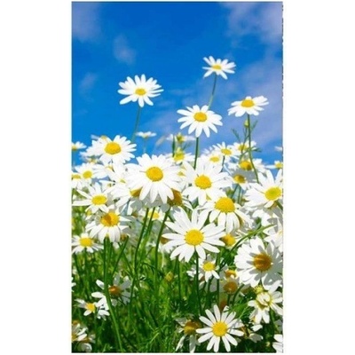 DIMEX MS-2-0135 Vliesová fototapeta na zeď Kopretiny rozměry 150 x 250 cm