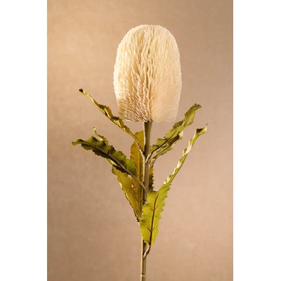 Paramit DRY BANKSIA Aranžovací květina bílá 65 cm