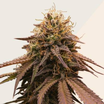 Kera Seeds American Stafford semena neobsahují THC 5 ks