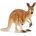 Papo Kangaroo with young