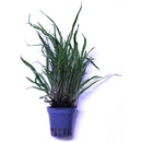 Microsorum trident