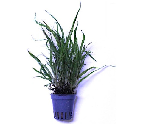 Microsorum trident