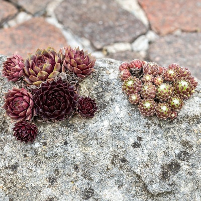 Netřesk - Skalní růže směs - Sempervivum hybridum - semena netřesku - 30 ks