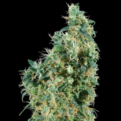 Sensi Seeds First Lady regular semienka neobsahujú THC 10 ks