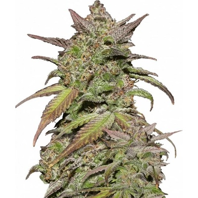 Fast Buds Smoothie AUTO semienka neobsahujú THC 10 ks