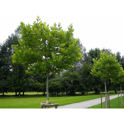 Platan javorolistý Alphens Globe na 180-220 cm kmienku, výška 220-260 cm, kvetináč 7,5 l