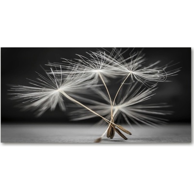 Foto obraz sklenený horizontálny semeno púpavy 100x50 cm