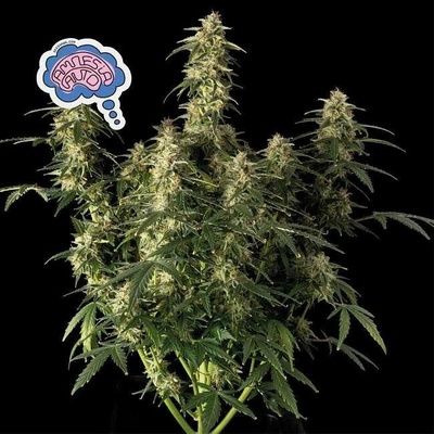 Seedsman Amnesia Auto semena neobsahují THC3 ks