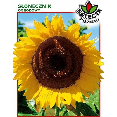 Slnečnica záhradná 10 g