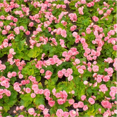 Begónie Big Pink Green Leaf F1 - Begonia benariensis - semena begónie - 8 ks
