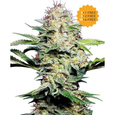 Sensi Seeds Sensi Skunk Automatic semienka neobsahujú THC 10 ks